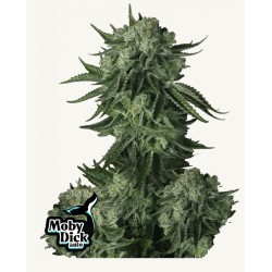 Moby Dick Auto · FastBuds Seeds · cannabis seeds · AutoFem