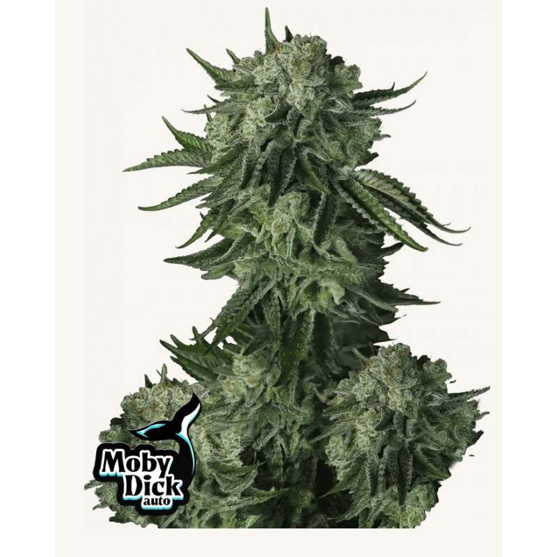 Moby Dick Auto · FastBuds Seeds · sementes de maconha · AutoFem