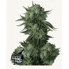 Moby Dick Auto · FastBuds Seeds · cannabis seeds · AutoFem