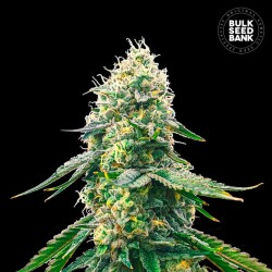 GELATO SAMBA · Bulk Seed Bank · graines de cannabis · Fem