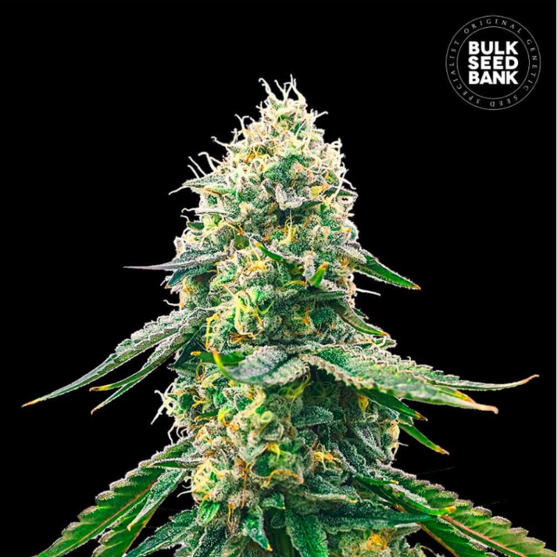 GELATO SAMBA · Bulk Seed Bank · graines de cannabis · Fem