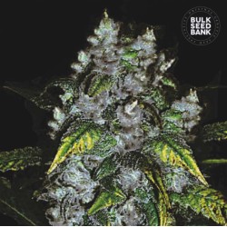 GOOD WILD SHARK · Bulk Seed Bank · cannabis samen · Fem