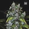 GOOD WILD SHARK · Bulk Seed Bank · graines de cannabis · Fem