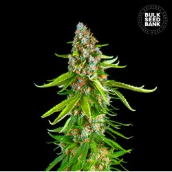 GRANDE CRACK · Bulk Seed Bank · graines de cannabis · Fem