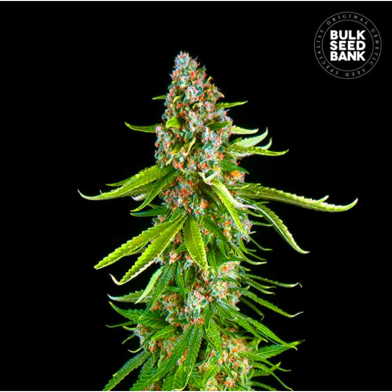 GRANDE CRACK · Bulk Seed Bank · cannabis samen · Fem