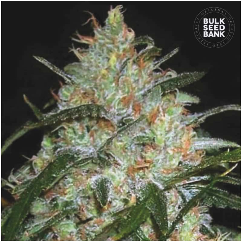 GRAPEFRUIT · Bulk Seed Bank · sementes de maconha · Fem