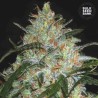 GRAPEFRUIT · Bulk Seed Bank · kenevir tohum · Fem