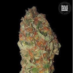 GREEN CANDY · Bulk Seed Bank · cannabis seeds · Fem