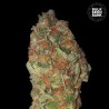 GREEN CANDY · Bulk Seed Bank · cannabis samen · Fem