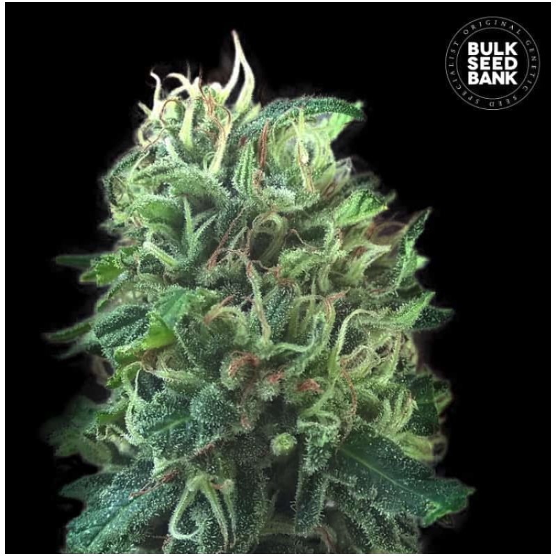 GREEN SCOUT COOKIES · Bulk Seed Bank · graines de cannabis · Fem