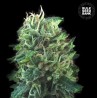 GREEN SCOUT COOKIES · Bulk Seed Bank · cannabis seeds · Fem