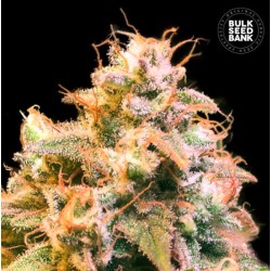 GUERILLA GLUE · Bulk Seed Bank · cannabis samen · Fem