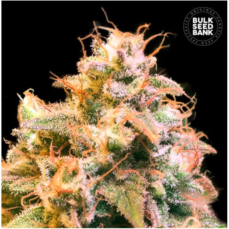GUERILLA GLUE · Bulk Seed Bank · cannabis seeds · Fem