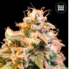 GUERILLA GLUE · Bulk Seed Bank · graines de cannabis · Fem