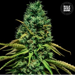 HELL BELLS OG · Bulk Seed Bank · graines de cannabis · Fem