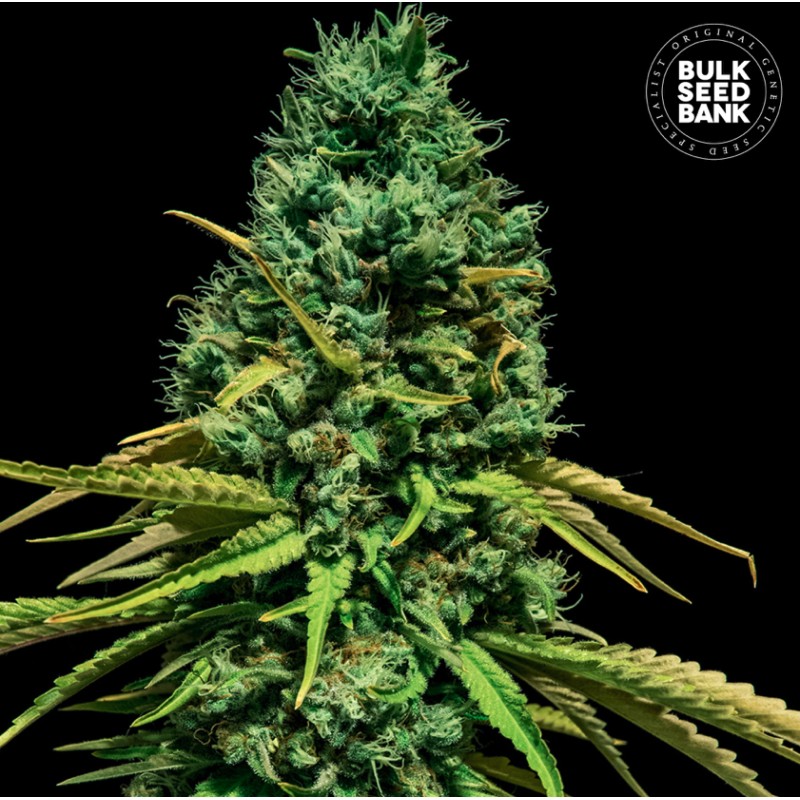 HELL BELLS OG · Bulk Seed Bank · kenevir tohum · Fem