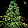 HELL BELLS OG · Bulk Seed Bank · cannabis samen · Fem