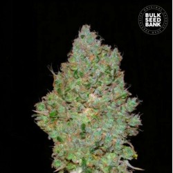 JACK HAIR · Bulk Seed Bank · graines de cannabis · Fem