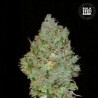 JACK HAIR · Bulk Seed Bank · cannabis seeds · Fem