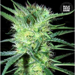 K 2 · Bulk Seed Bank · cannabis seeds · Fem