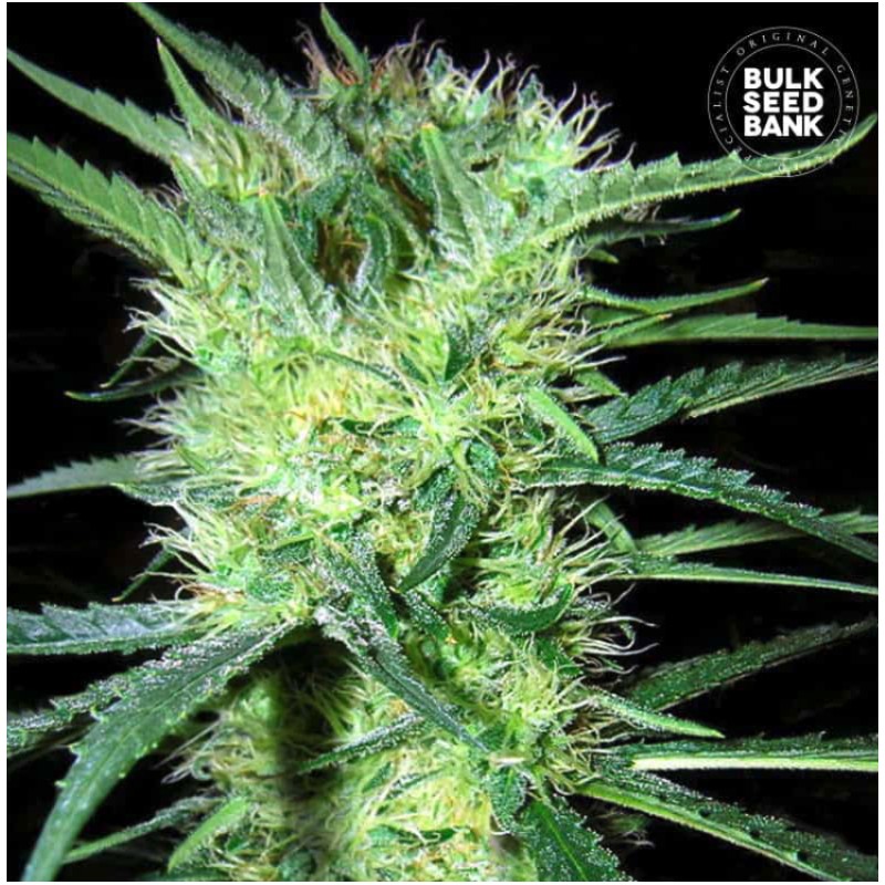 K 2 · Bulk Seed Bank · cannabis samen · Fem
