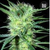 K 2 · Bulk Seed Bank · graines de cannabis · Fem