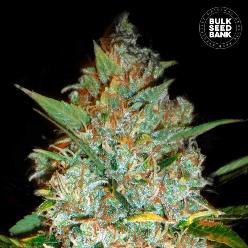 KALI'S MISTERY · Bulk Seed Bank · graines de cannabis · Fem