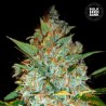 KALI'S MISTERY · Bulk Seed Bank · sementes de maconha · Fem