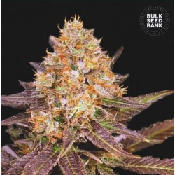 LAVENDER BEST · Bulk Seed Bank · cannabis seeds · Fem