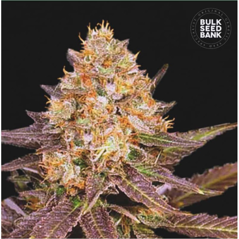 LAVENDER BEST · Bulk Seed Bank · cannabis samen · Fem
