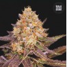 LAVENDER BEST · Bulk Seed Bank · cannabis samen · Fem