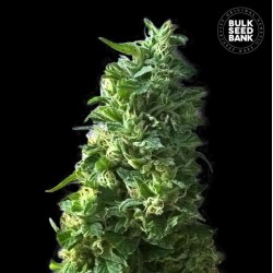 LIME SKUNK · Bulk Seed Bank · graines de cannabis · Fem