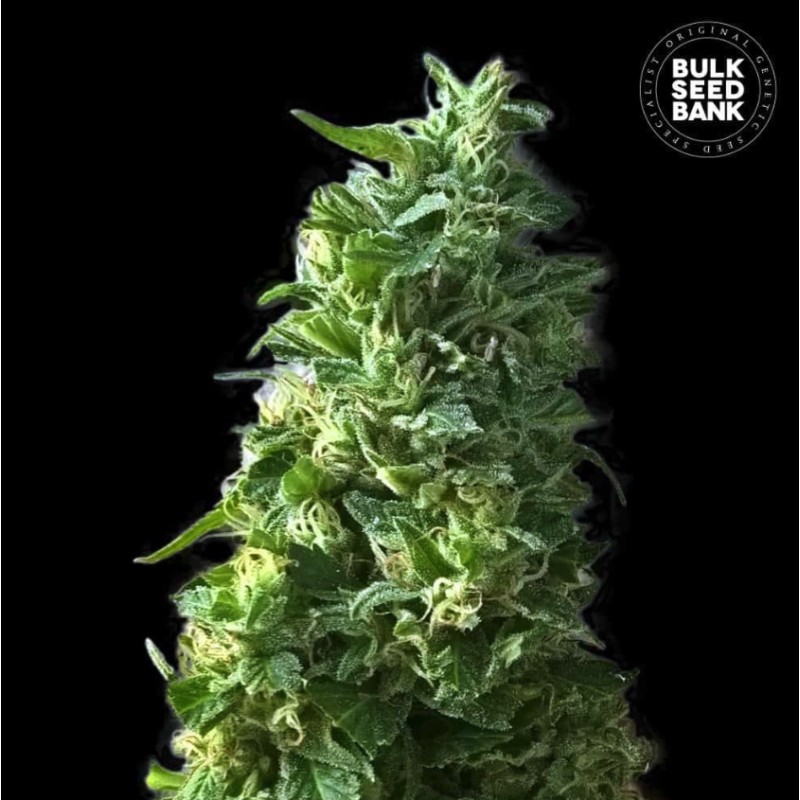 LIME SKUNK · Bulk Seed Bank · sementes de maconha · Fem