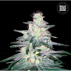 LOCOMOTIVE · Bulk Seed Bank · cannabis samen · Fem