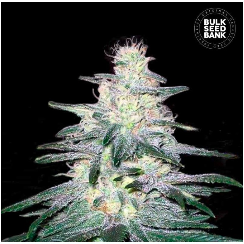 LOCOMOTIVE · Bulk Seed Bank · cannabis samen · Fem