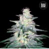 LOCOMOTIVE · Bulk Seed Bank · graines de cannabis · Fem