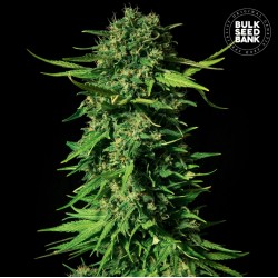 MANDALIME JUICE · Bulk Seed Bank · cannabis samen · Fem
