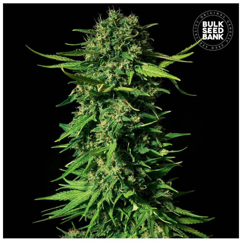 MANDALIME JUICE · Bulk Seed Bank · graines de cannabis · Fem