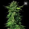 MANDALIME JUICE · Bulk Seed Bank · cannabis samen · Fem