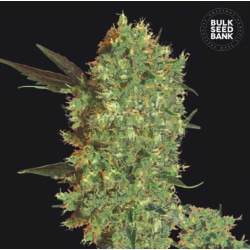 MARLEY'S BUD · Bulk Seed Bank · graines de cannabis · Fem