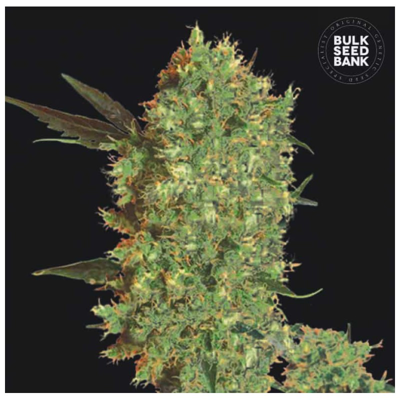 MARLEY'S BUD · Bulk Seed Bank · cannabis samen · Fem