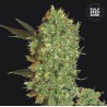 MARLEY'S BUD · Bulk Seed Bank · kenevir tohum · Fem