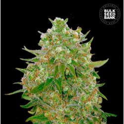 MASTER KUSH GRAND · Bulk Seed Bank · kenevir tohum · Fem