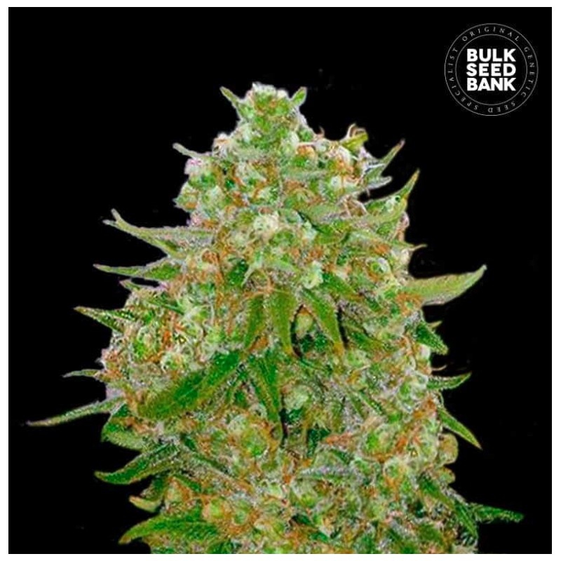 MASTER KUSH GRAND · Bulk Seed Bank · cannabis samen · Fem