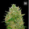MASTER KUSH GRAND · Bulk Seed Bank · cannabis samen · Fem
