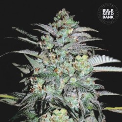 MAZAR EXTRA · Bulk Seed Bank · sementes de maconha · Fem
