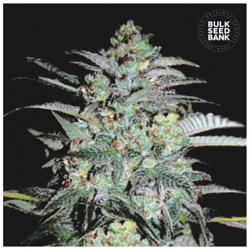 MAZAR EXTRA · Bulk Seed Bank · cannabis seeds · Fem