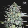 MAZAR EXTRA · Bulk Seed Bank · cannabis samen · Fem