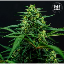 MIMOSA FAMOSA · Bulk Seed Bank · cannabis seeds · Fem