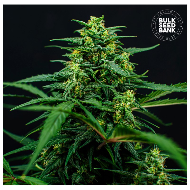 MIMOSA FAMOSA · Bulk Seed Bank · cannabis samen · Fem
